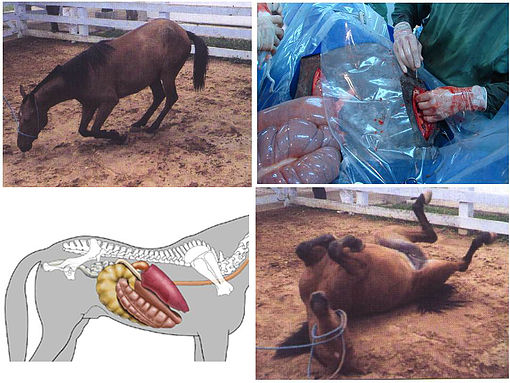 Abordagem do equino com síndrome cólica – Diagnóstico e Primeiros socorros